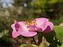 Rosa gallica Officinalis1